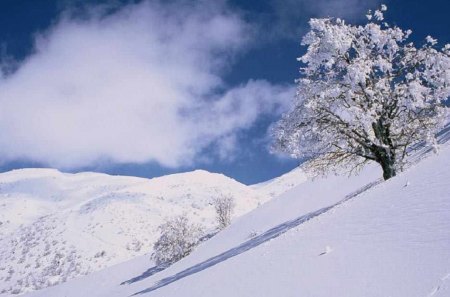 Beauty of Winter - norway, snow, winter, tree, halingdal