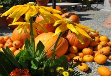 Giant Pumpkins - good, nice, pumpkins, giant