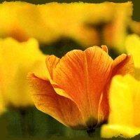 Golden California Poppy 2