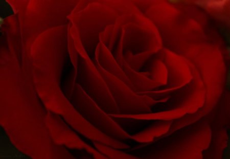 Red Rose - rose, flower, nature, red