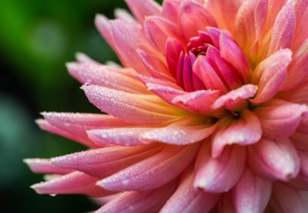 dahlia - flowers, dahlia, pink, nature