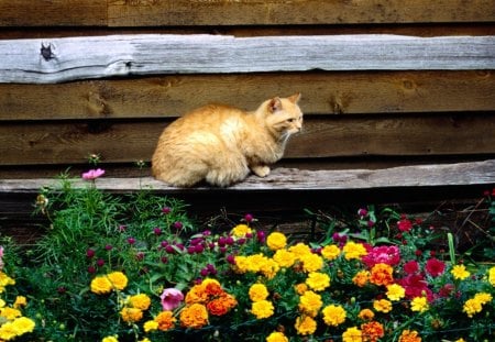 sitting in the garden - nature, flowers, garden, cat