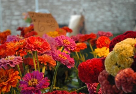 flowers market - flowers, market, nature, garden