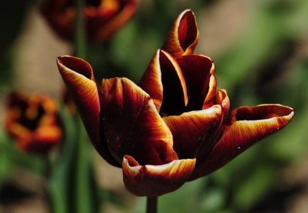 unusual colour ! - tulips, botanical, nikitsky, garden