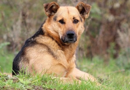 *** German Shepherd *** - zwierzeta, niemiecki, psy, owczarek