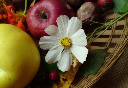 *** Apples and white cocmos *** - owoce, jablka, jedzenie, kwiat