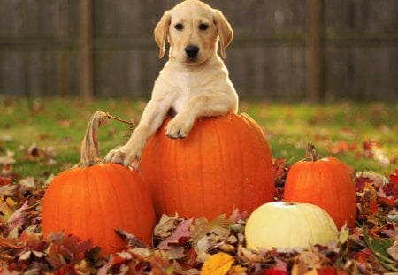 *** Dog with pumpkins *** - zwierzeta, psy, pies, dynie