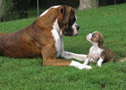 THAT'S MY MUM - dogs, moms and kids, boxers, grass, puppies, lawns