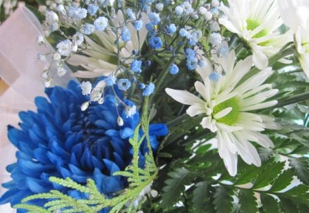 Bouquet of blue flowers - white, photography, blue, green, flowers, daisy