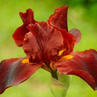 BROWN IRIS