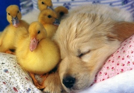 SWEET BEDFELLOWS - beds, sleeping, ducklings, friends, babies, puppies, retrievers, birds