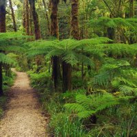 Kahurangi National Park, Tasman, New Zealand