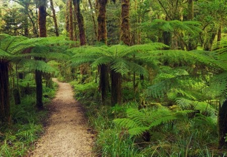 Kahurangi National Park, Tasman, New Zealand - forest, path, ferns, leaves, daylight, brown, trunks, light, trees, nature, park, day, green