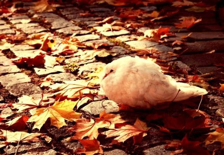 FALL BIRD - cold, pigeon, leaves, autumn