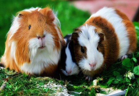 Guinea pig - guinea, fall, autumn, pig, guinea pig