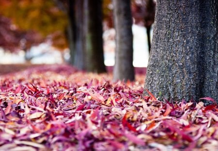 Red Leafs - leafs, forests, trees, nature, beautiful, red, red leafs, leaves