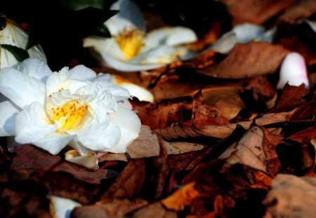 White Flowers - nature, autumn, fall, white flowers, leafs, beautiful, leaves, flowers