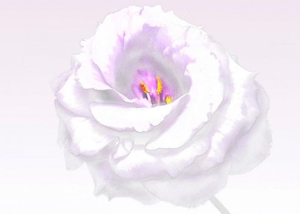 WHITE ROSE - rose, blanc, petales