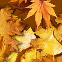 Autumn Leaf Display