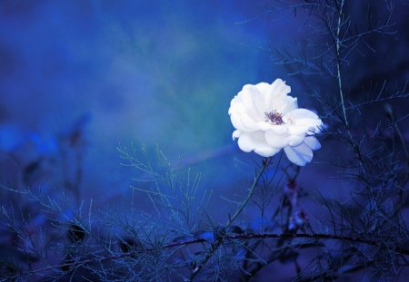 Cold - rose, cold, white, blue