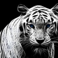 White Tiger With Blue Eyes