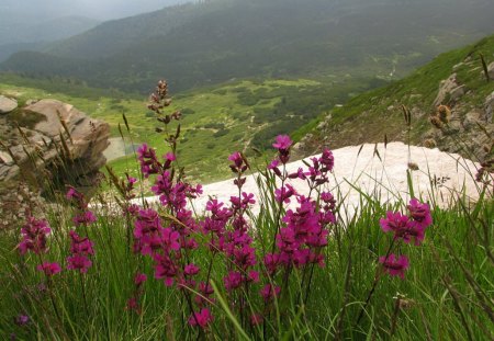 Nice flowers - mountain, photography, bulgaria, nature, purple, pretty, green, flowers, grass, photo