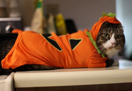 Kitty\'s costume for Halloween