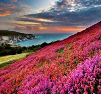 Slope covered with flowers