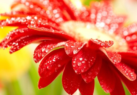 Red flower - pretty, water, beautiful, drops, wet, droplets, lovely, flower, petals, nature, red, rain, nice, gerbera