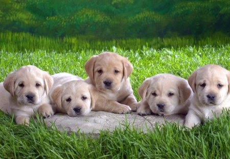 CHOOSE ONLY ONE!! - fields, labradors, dogs, babies, lawns, pets, grass, puppies