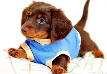 BLUE PYJAMAS - pets, dogs, blue, babies, puppies, dachshund