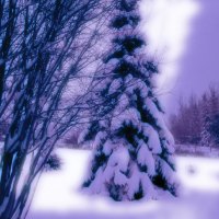 Lavender Winter 1280x1024