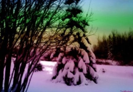 Rainbow Winter 1280x1024 - snow, trees, winter, seasonal