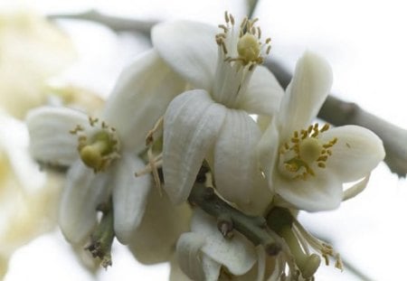 Orange Blossom - white, flower, nature, plant