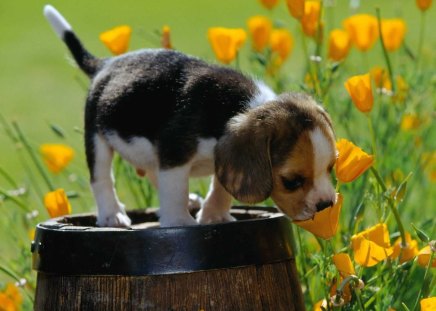 Smells So Sweet - nature, puppy, animals, buttercups, dogs