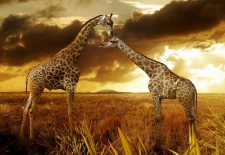 Pair - tall pair, plain, africa, savannah, gold, animals