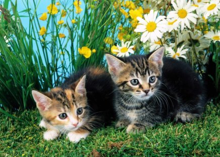 Cute cats - flower, animal, cute, kitten, cat, grass