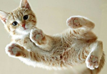 Kitten jumping - cat, animal, cute, kitten