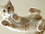 Kitten jumping