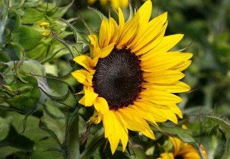 stunning sunflower