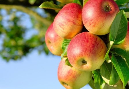 would you come to pick them? - nature, branch, fruits, food, sweet, tree, apples, fruit