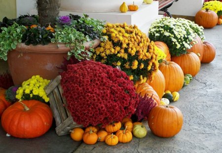 *** Autumn harvest *** - kwiaty, natura, dynie, doniczki