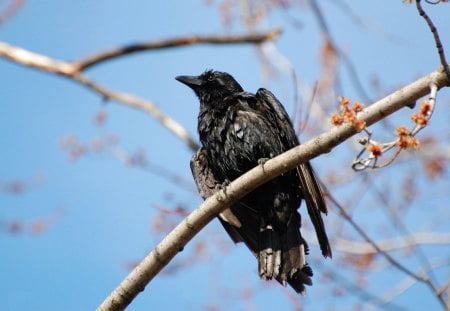 looking out over the tree - animals, nature, black, birds