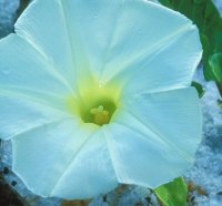 white flower on the frozen land