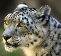 snow leopard