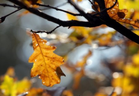 golden maple leaves