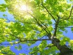 sunny green tree