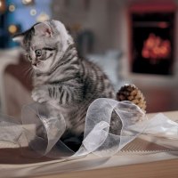 Playing kitty