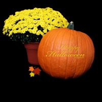 Trick,Or,Treat,Kate,Net,Halloween