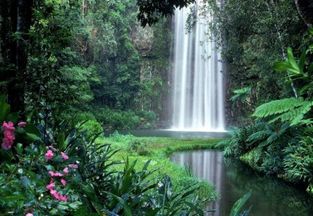 Millaa Falls, Atherton Tableland, Australia - waterfalls, bushes, forest, pink, reflection, flowers, plants, trees, water, falls, rock, daylight, australia, river, white, nature, green, day